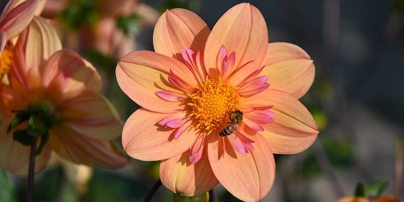 View our assortment of summer-flowering bulbs